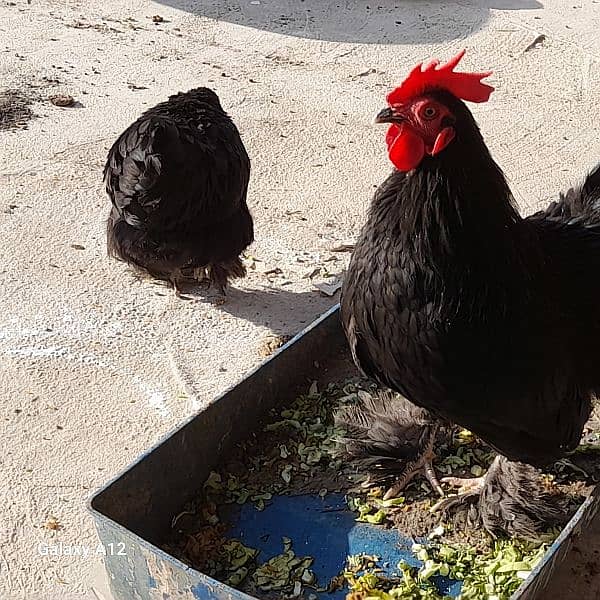 Black bantam Pair 2