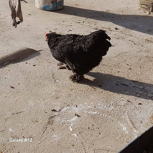 Black bantam Pair 3