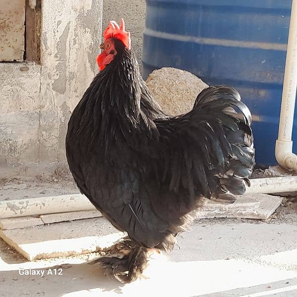 Black bantam Pair 4