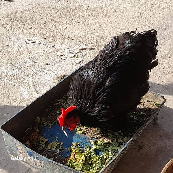 Black bantam Pair 5