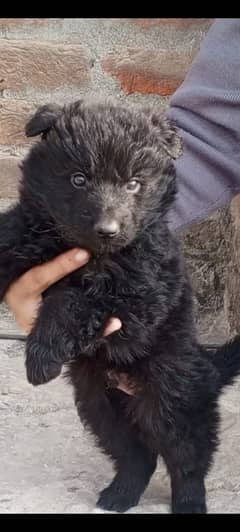 Black Shepherd long coat puppy / German Shepherd puppy for sale