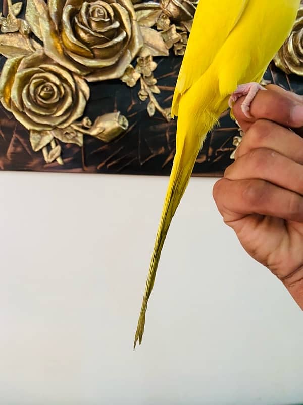 Yellow Ringneck Tamed Pair 1