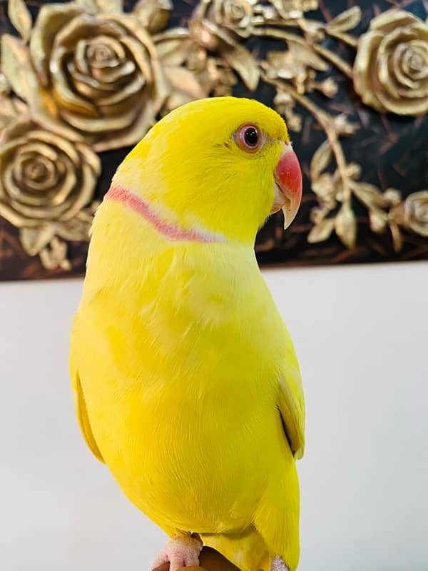 Yellow Ringneck Tamed Pair 2