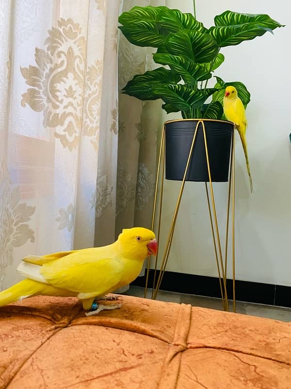 Yellow Ringneck Tamed Pair 3