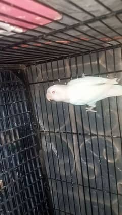 albino red eyes two female and bule fishri split eno pair