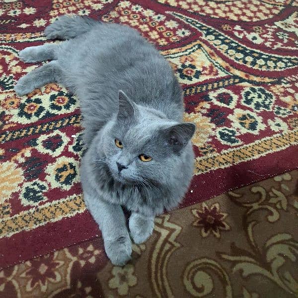 06 months Male Persian Cat 1