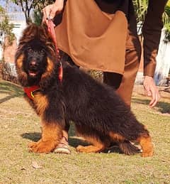 German shepherd puppy Whatsapp no 03258925374