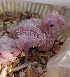 Cocktail chicks and adult for sale