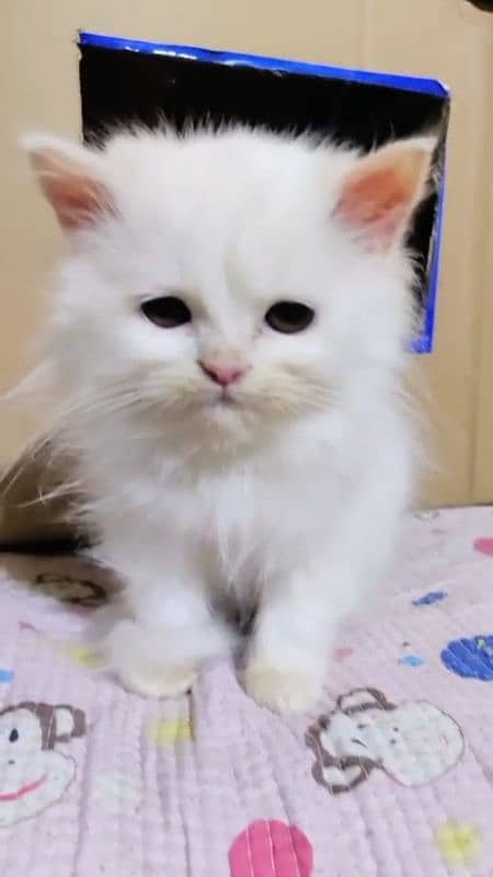 Persian kitten | Persian cat | triple coat kitten | doll face kittens 3