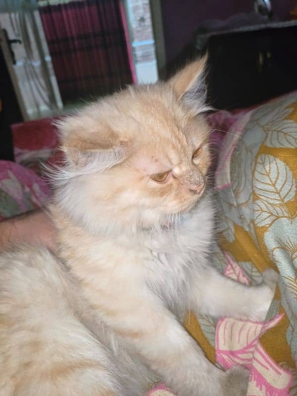 Persian cat 0