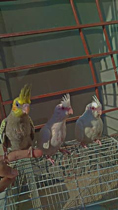 Eno Red Eyes + Pearls chicks For Sale + Finches Breeder White & Silver