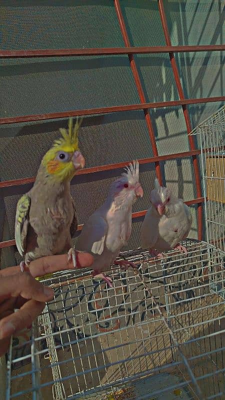 Eno Red Eyes + Pearls chicks For Sale + Finches Breeder White & Silver 1