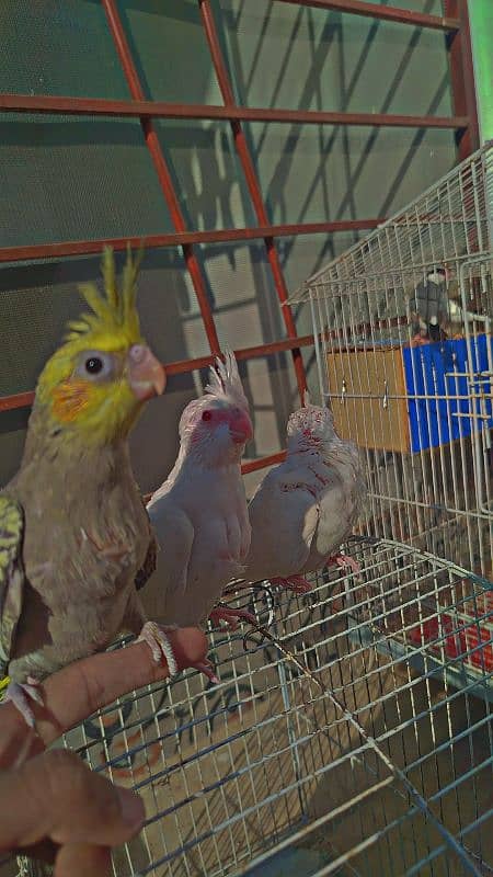 Eno Red Eyes + Pearls chicks For Sale + Finches Breeder White & Silver 3