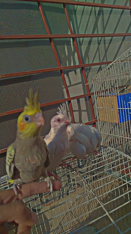 Eno Red Eyes + Pearls chicks For Sale + Finches Breeder White & Silver 4