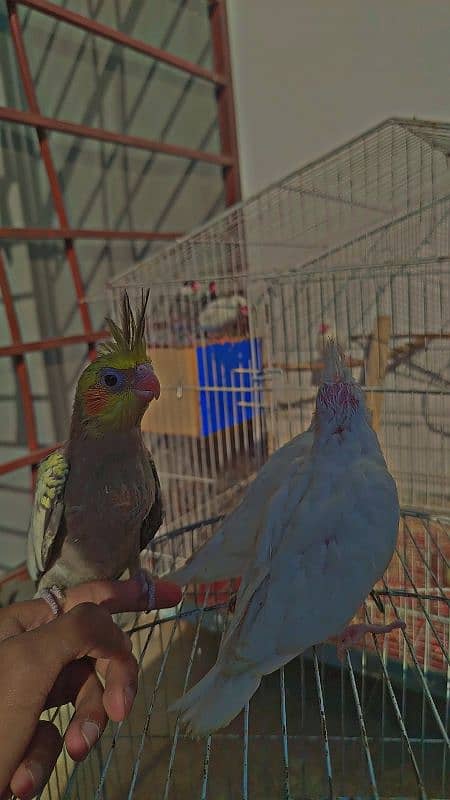 Eno Red Eyes + Pearls chicks For Sale + Finches Breeder White & Silver 5