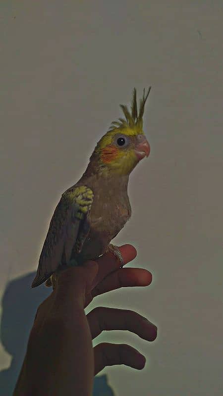 Eno Red Eyes + Pearls chicks For Sale + Finches Breeder White & Silver 9