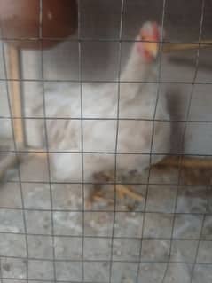 bantam