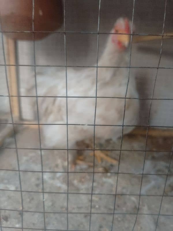 bantam female 0