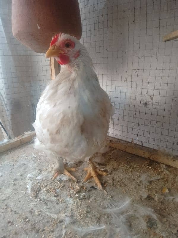 bantam female 1