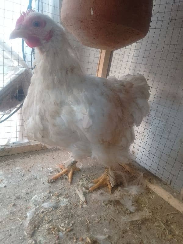 bantam female 2