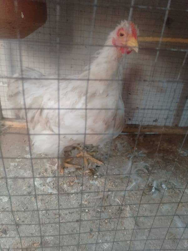 bantam female 3