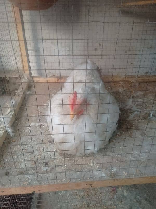 bantam female 4