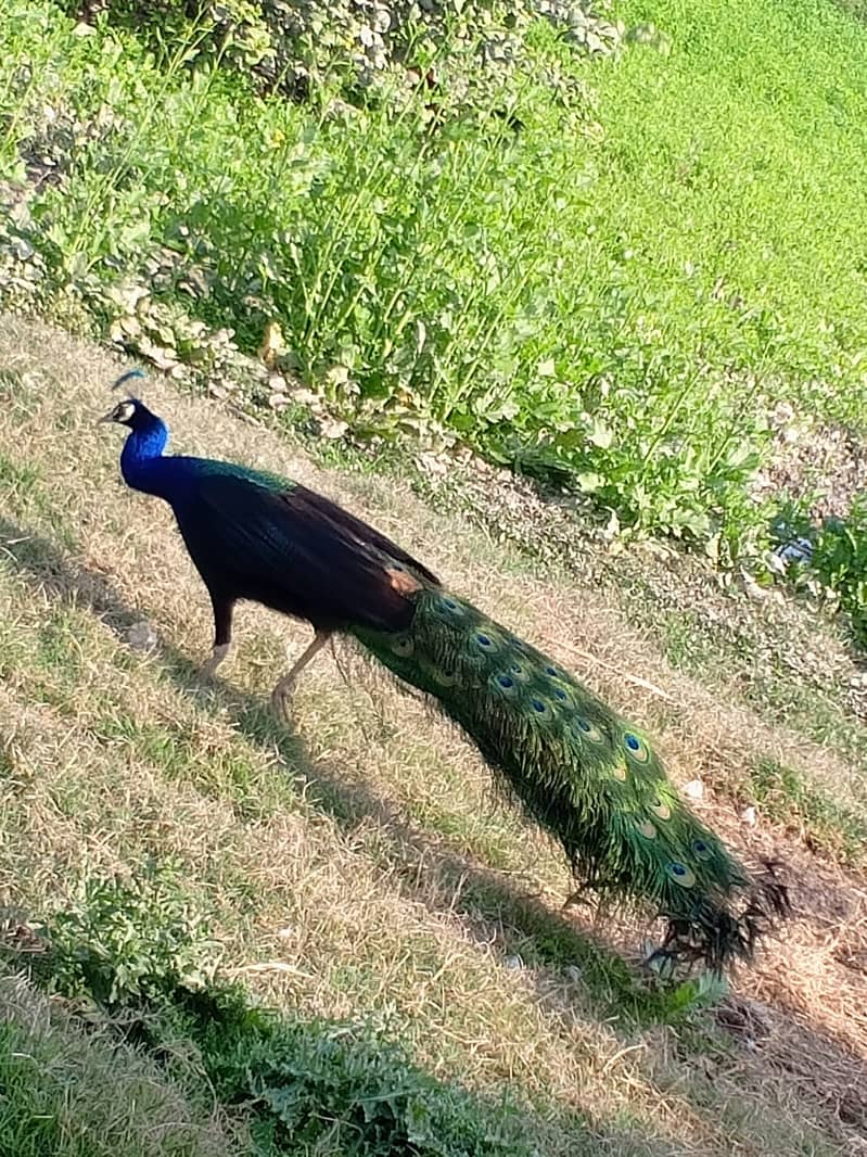 A Beautiful Pair of Peacock for Sale 0