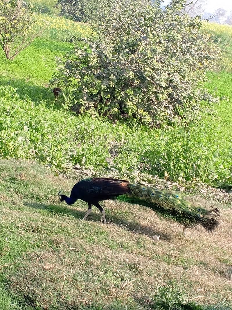 A Beautiful Pair of Peacock for Sale 1