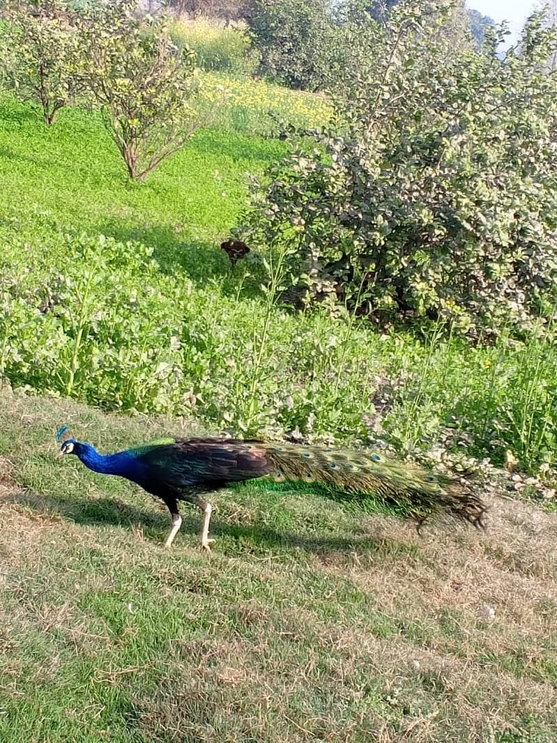 A Beautiful Pair of Peacock for Sale 2