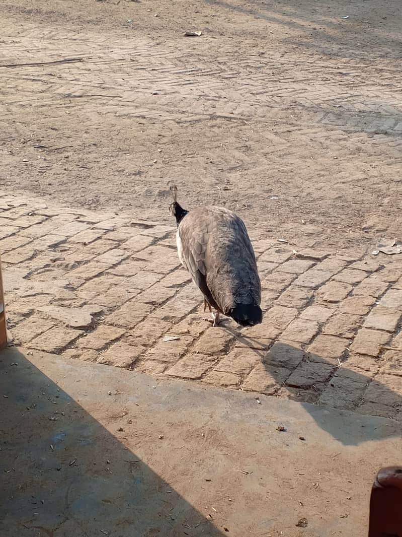 A Beautiful Pair of Peacock for Sale 3