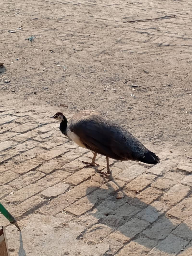 A Beautiful Pair of Peacock for Sale 5