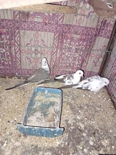 Diamond Pied Doves Full wash bloodline