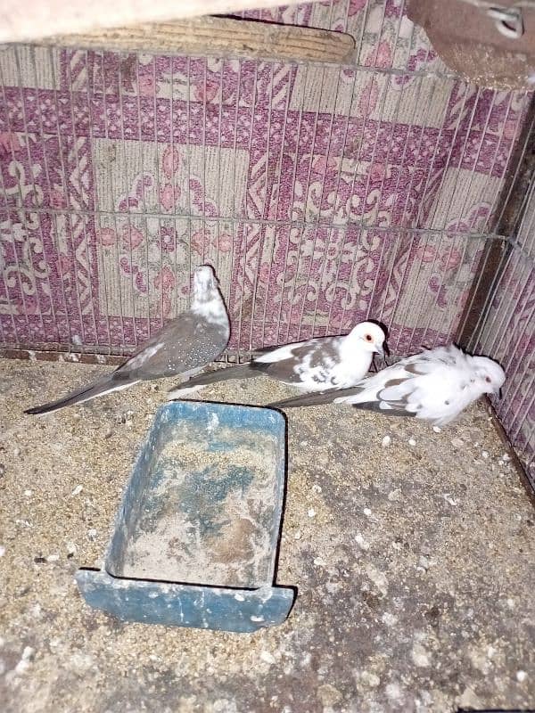 Diamond Pied Doves Full wash bloodline 0