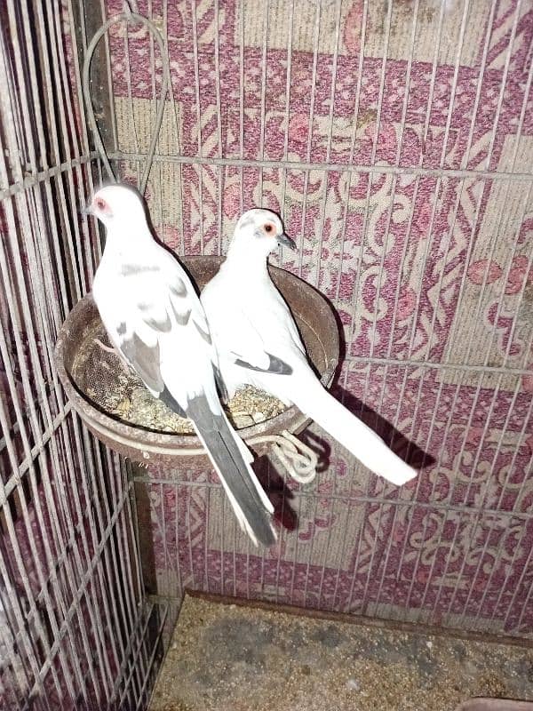 Diamond Pied Doves Full wash bloodline 1