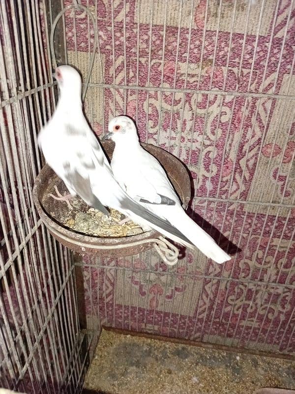 Diamond Pied Doves Full wash bloodline 2