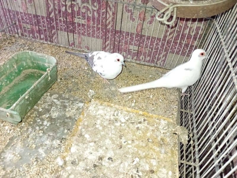 Diamond Pied Doves Full wash bloodline 5