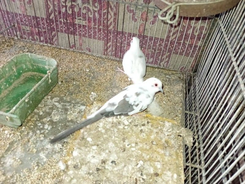 Diamond Pied Doves Full wash bloodline 6