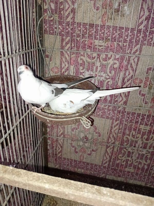 Diamond Pied Doves Full wash bloodline 7