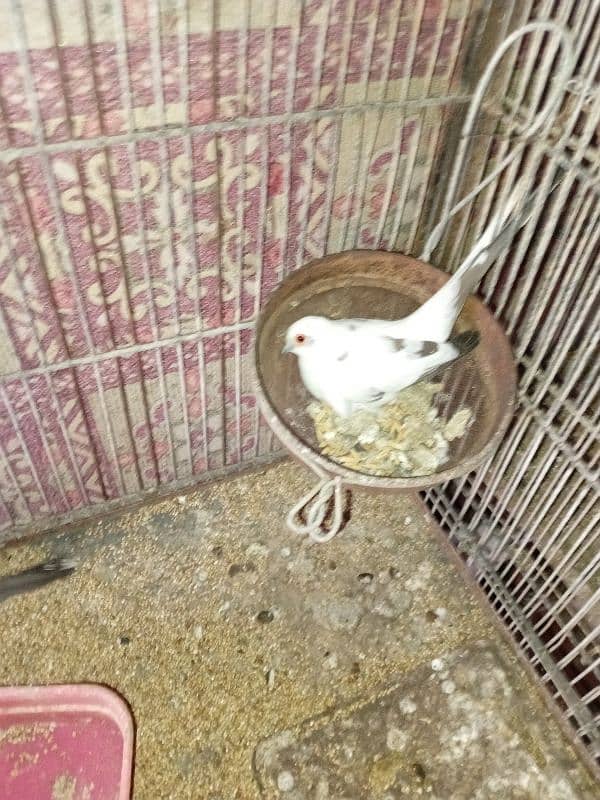 Diamond Pied Doves Full wash bloodline 9