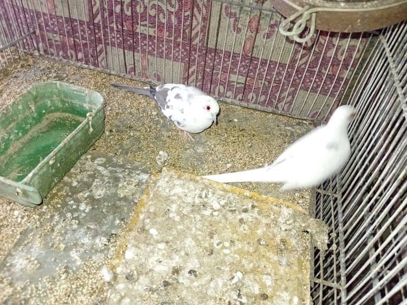 Diamond Pied Doves Full wash bloodline 11