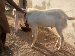 bakri Bakra  for sale