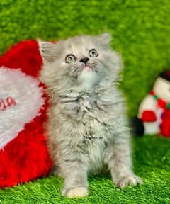 Persian Kittens | Triple Coated | Persian cat babies