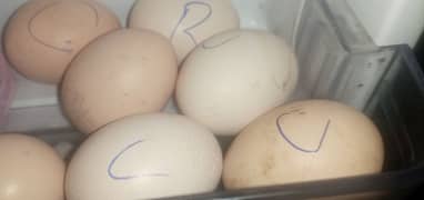 Pure Aseel And Mix Aseel fertile eggs