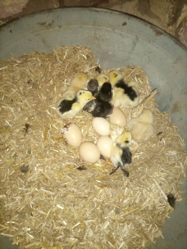 Pure Aseel And Mix Aseel fertile eggs 3