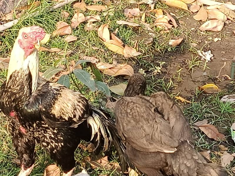 parrot peak breeder pair plus thai chicks 7