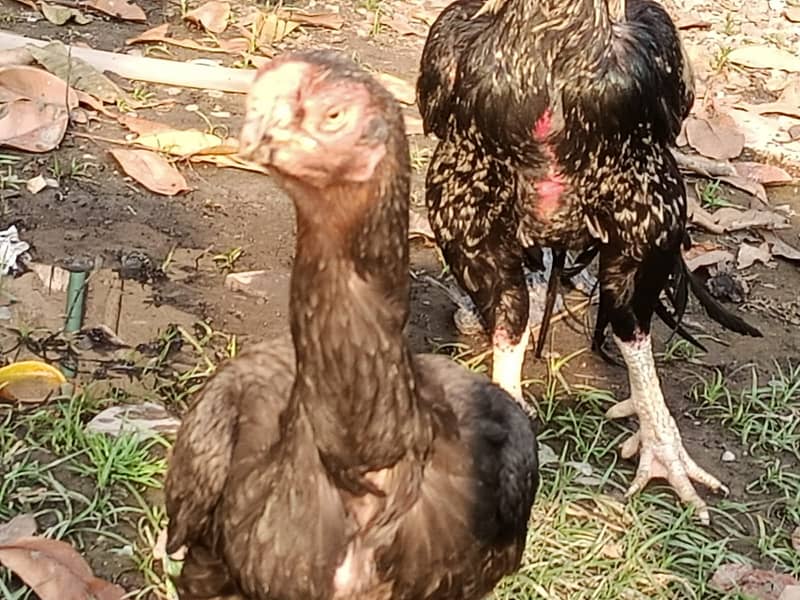 parrot peak breeder pair plus thai chicks 8