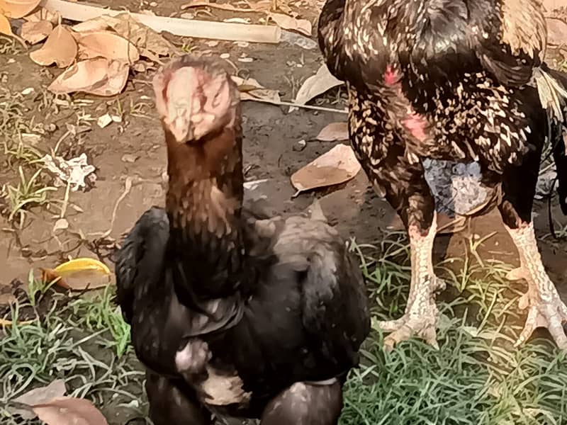 parrot peak breeder pair plus thai chicks 11