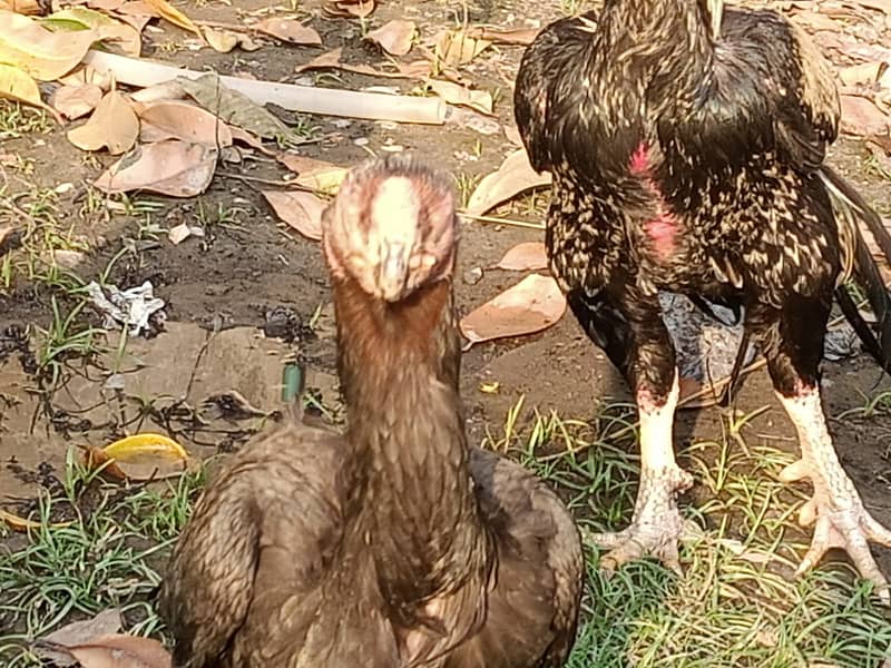 parrot peak breeder pair plus thai chicks 12