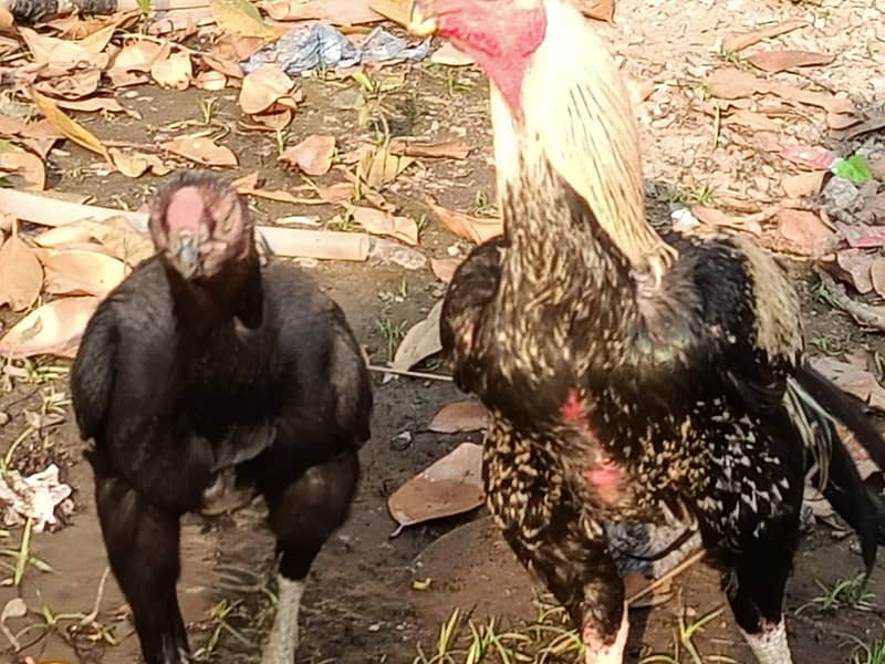 parrot peak breeder pair plus thai chicks 13