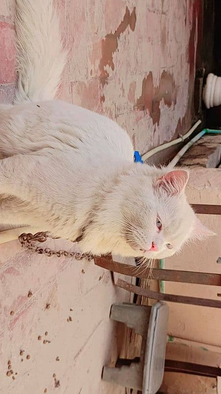 Beautiful Persian Blue eyes male cat for sale 0